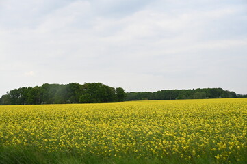 Champs de fleurs jaunes yellow flowers field countryside