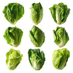 Nine fresh green Cos lettuce heads displayed on black background healthy food vegetables, isolated on transparent background, perfect cutout, PNG