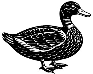 duck isolated on white background