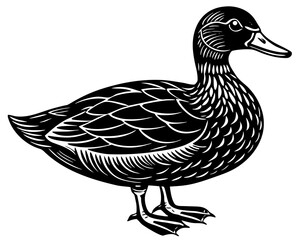 female mallard duck