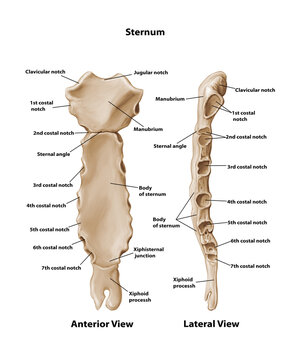 Sternum Anterior View and Lateral View 