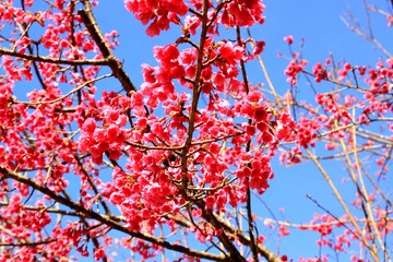 Wild Himalayan cherry blossom tree (Prunus cerasoides) blooming under blue sky in Thailand spring