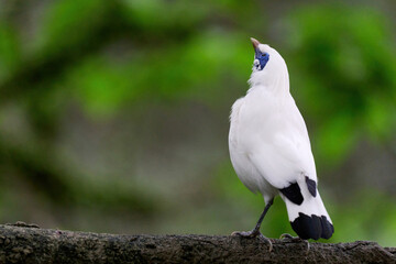 Bali Myna (Leucopsar rothschildi) perched on wooden rail with blurred green background in Hong Kong.
