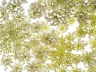 macro photo of  flower