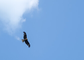 kite bird flying in the sky