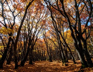 Fototapeta premium Autumn forest path, sunlight filtering through trees