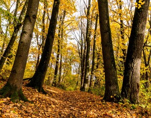Fototapeta premium Autumn forest path (5)