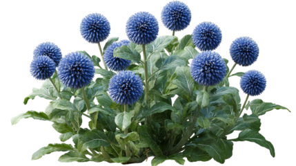 PNG of A vibrant cluster of blue globe thistles surrounded by lush green leaves, showcasing nature's intricate beauty.
