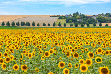 A large sunflower field in the Touraine region, Indre-et-Loire departement, France. Small village on the hill in background