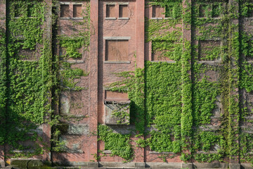 old building overgrown with ivy vines