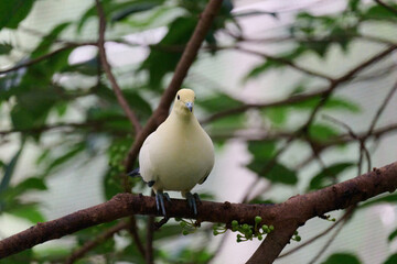 Pied Imperial Pigeon (Ducula bicolor) perched on branch with blurred green background in Hong