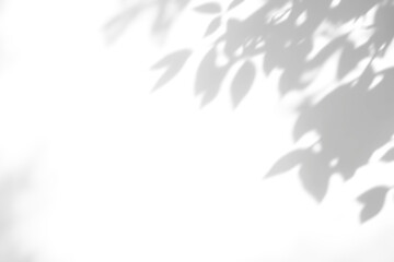 shadow overlay effects of realistic abstract natural tree leaves shadow on wall background,Summer sunlight and floral shadow overlay effect,shadow for photo interior backdrop studio mockup