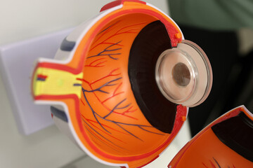Cross-section model of a human eye showing detailed internal structures including the retina’s...