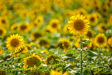 Bright sunflower in a field under summer sunlight