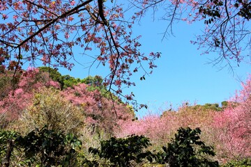 Scenic mountain view with wild Himalayan cherry blossom forest under clear blue sky in Northern Thailand