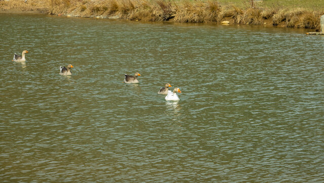 family of ducks - Powered by Adobe