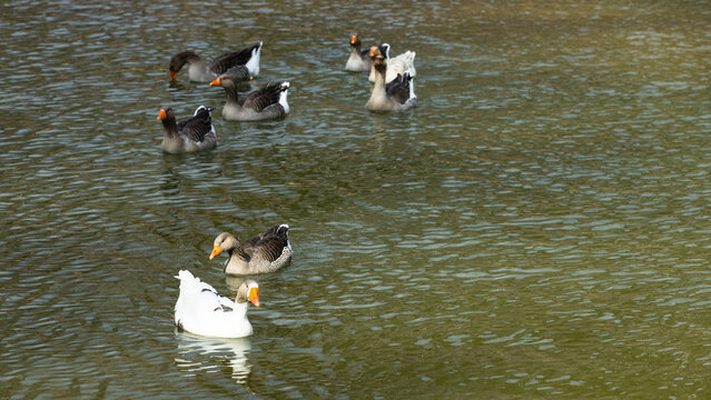 ducks on the lake - Powered by Adobe