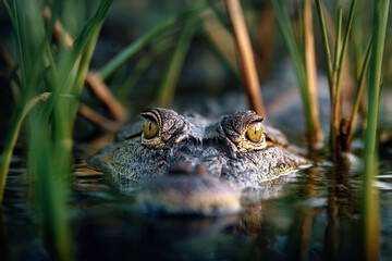 Fototapeta premium A crocodile is in the water with its head sticking out. The eyes are yellow and the mouth is open