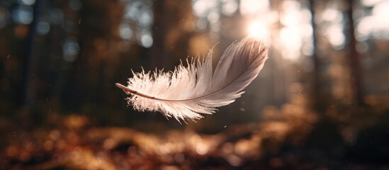 Feather drifting in sunlit autumn woods, soft focus, dreamlike atmosphere