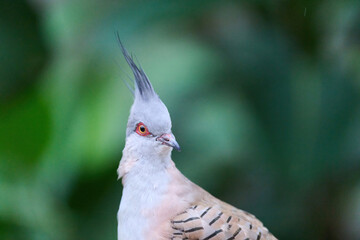 Crested Pigeon (Ocyphaps lophotes) perched on wooden rail with blurred green background in Hong Kong.