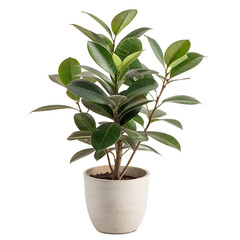 Watercolor Rubber plant  mockup in a pot isolated on transparent background