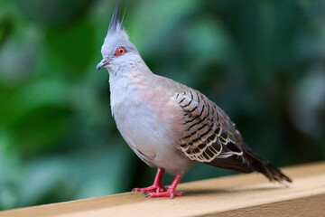 Crested Pigeon (Ocyphaps lophotes) perched on wooden rail with blurred green background in Hong Kong.