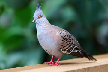 Crested Pigeon (Ocyphaps lophotes) perched on wooden rail with blurred green background in Hong Kong.
