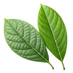 Obraz premium Two vibrant green avocado leaves with prominent veins and textured surfaces isolated on transparent background