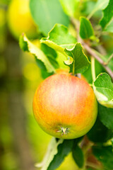 obst