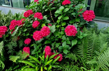 Canvas schilderij Groen A blue flowering hydrangea bush looks nice next to a house in the countryside. A sloping plot of land with a retaining wall near a mountain cottage  © Michal
