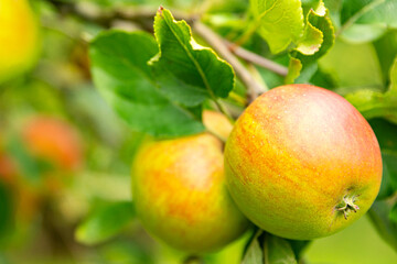 obst