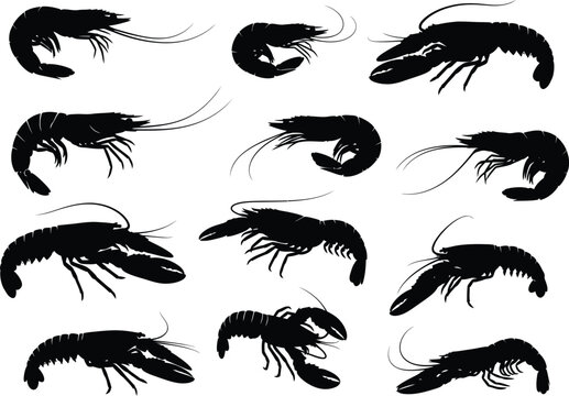 Collection of silhouetted shrimp and prawns in various poses against a white background seafood illustration