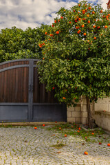 Obraz premium Wooden gate and stone pavement next to orange tree with ripe fruits vertical