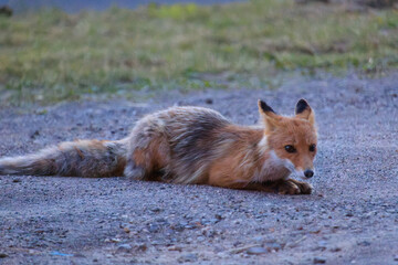 Red Fox Resting on Gravel at Dusk in Lake Akan, Hokkaido, Japan