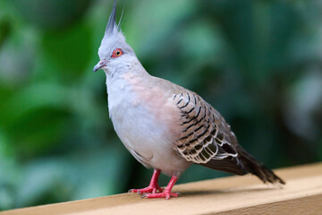Crested Pigeon (Ocyphaps lophotes) perched on wooden rail with blurred green background in Hong Kong.
