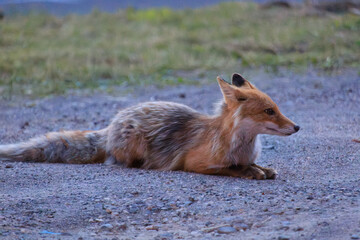 Red Fox Resting on Gravel at Dusk in Lake Akan, Hokkaido, Japan