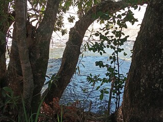Fototapeta premium tree on riverbank