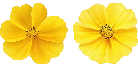 Two yellow flowers close up view on transparent png background