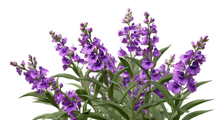 Naklejka premium PNG of A vibrant display of purple flowers with lush green leaves, creating a stunning floral arrangement.