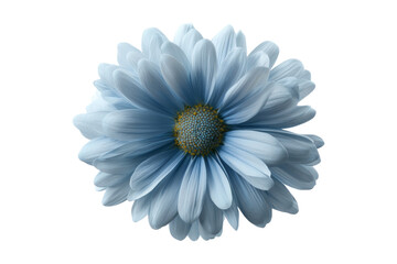Blue flower close-up in natural light