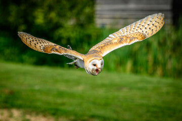 European barn owl (Tyto alba guttata) – płomykówka in flight with wings spread wide

