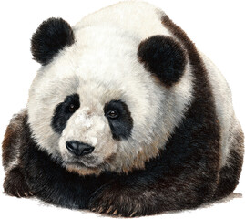 Fototapeta premium Adorable giant panda bear sitting down isolated on transparent background