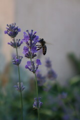 bee on lavender