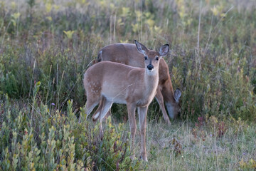 Two young deer with a few spots still on their fur grazing