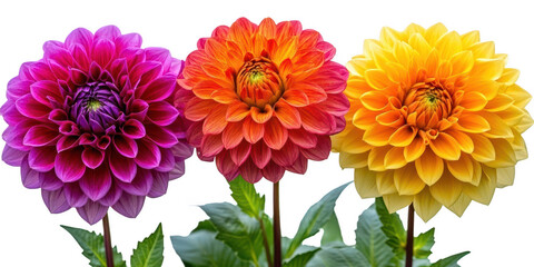 Three colorful dahlias arrangement on transparent png background