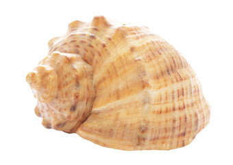 Sea shell isolated on white background