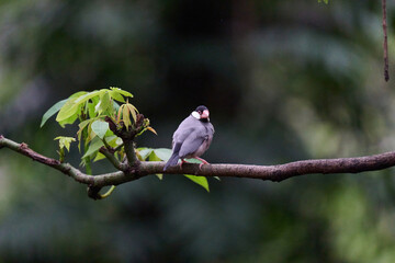 Java Sparrow (Lonchura oryzivora) perched on branch with green leaves against blurred foliage background in Hong Kong.
