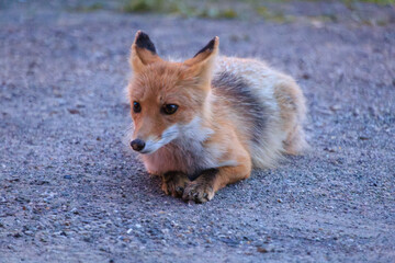 Red Fox Resting on Gravel at Dusk in Lake Akan, Hokkaido, Japan