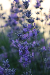 lavender flowers in the garden