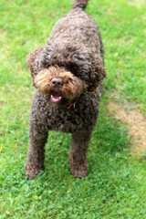 Cute Australian doodle close up portrait. Happy pet plays in the garden on sunny day